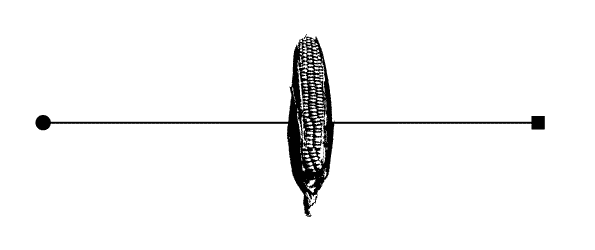 maize